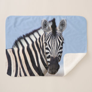 Zebra sieht dich mit blauem Himmelslicht Foto an Sherpadecke