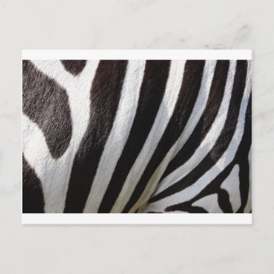Zebra Skin Print Postkarte
