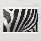 Zebra Skin Print Postkarte (Vorderseite)