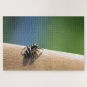 Zebra Spider Puzzle (Horizontal)