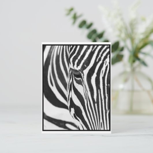 Zebra Stare Postkarte (Stehend Vorderseite)