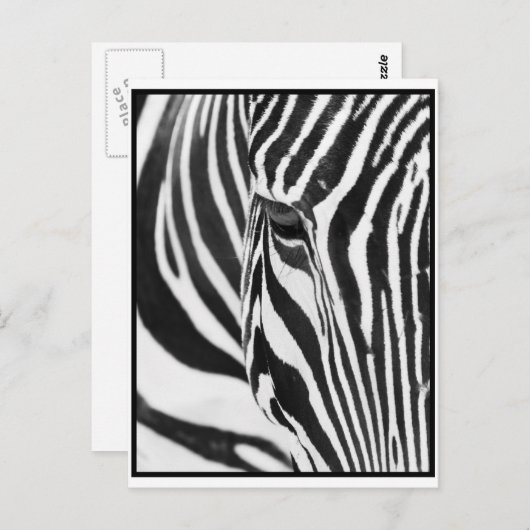 Zebra Stare Postkarte (Vorne/Hinten)