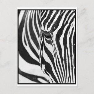 Zebra Stare Postkarte