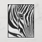 Zebra Stare Postkarte (Vorderseite)