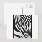 Zebra Stare Postkarte (Vorne/Hinten)