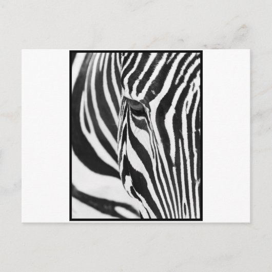 Zebra Stare Postkarte (Vorderseite)