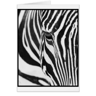Zebra-Starren