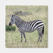 zebra stolz magnet (Vorne)