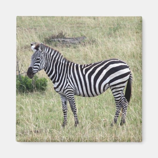 zebra stolz magnet (Vorne)