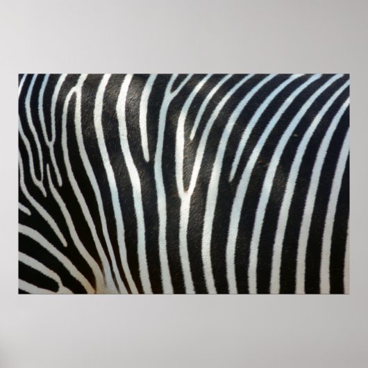 Zebra Streifen 1 Poster (Vorne)