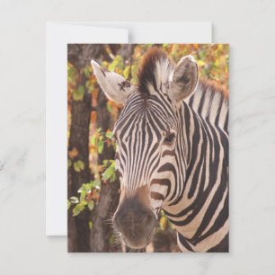 Zebra-Streifen nah in einem Mopanwald-Foto Feiertagskarte