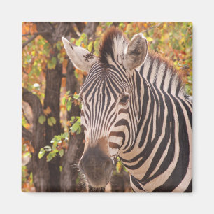 Zebra-Streifen nah in einem Mopanwald-Foto Magnet