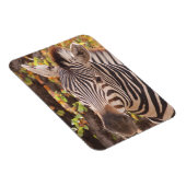 Zebra-Streifen nah in einem Mopanwald-Foto Magnet (Rechte Seite)