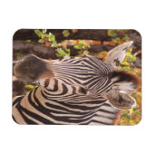 Zebra-Streifen nah in einem Mopanwald-Foto Magnet (Horizontal)