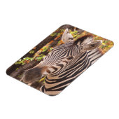 Zebra-Streifen nah in einem Mopanwald-Foto Magnet (Linke Seite)