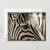 Zebra "Streifen" Postkarte (Vorne/Hinten)