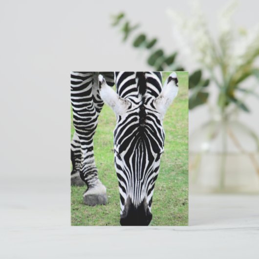 Zebra Streifen Postkarte (Stehend Vorderseite)