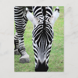 Zebra Streifen Postkarte