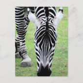 Zebra Streifen Postkarte (Vorderseite)