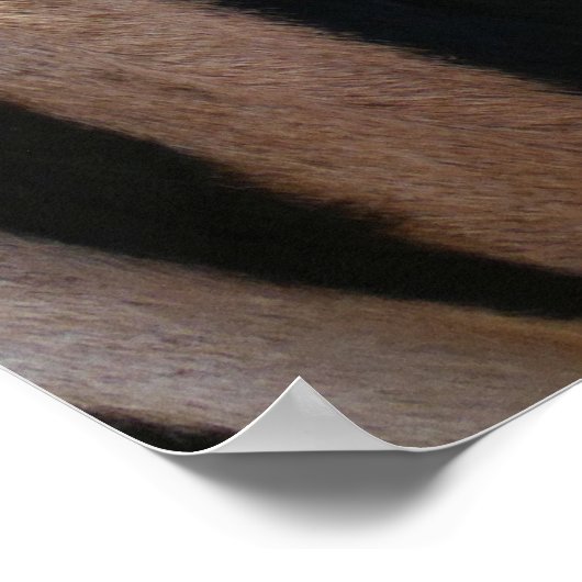 Zebra Streifen Schwarz-Weiß Poster (Ecke)