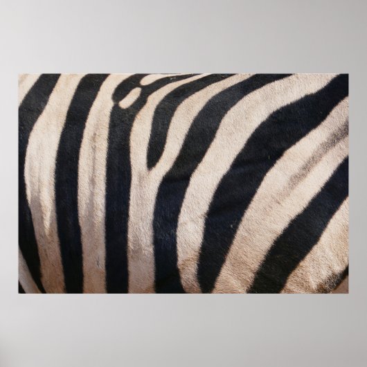 Zebra Streifen Schwarz-Weiß Poster (Vorne)