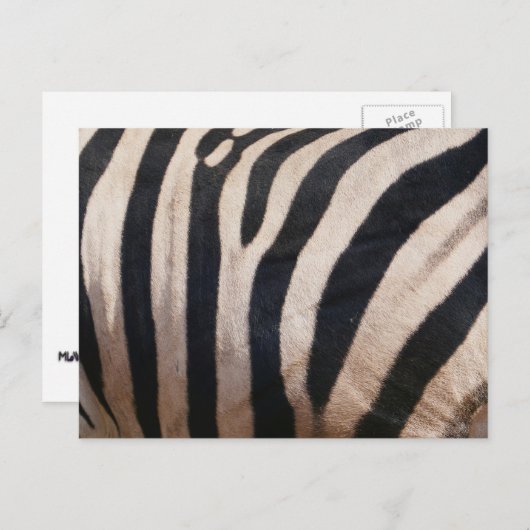 Zebra Streifen Schwarz-Weiß Postkarte (Vorne/Hinten)