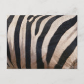 Zebra Streifen Schwarz-Weiß Postkarte (Vorderseite)