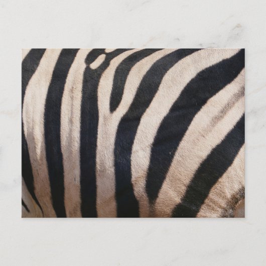 Zebra Streifen Schwarz-Weiß Postkarte (Vorderseite)