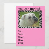 Zebra Strip English Bulldog Party Einladungen (Vorne/Hinten)