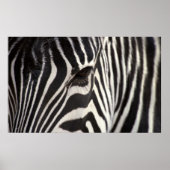 Zebra Stripe Pattern & Auge Poster (Vorne)