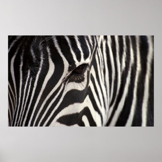 Zebra Stripe Pattern & Auge Poster (Vorne)
