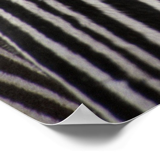 Zebra Stripe Pattern & Auge Poster (Ecke)