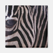 Zebra Stripes Magnet (Vorne)