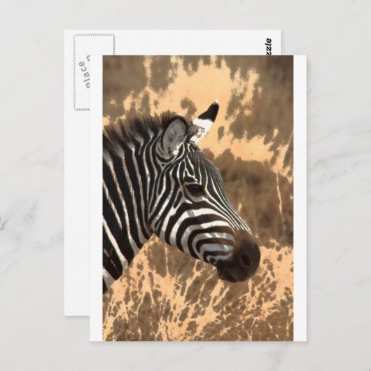 Zebra Stripes Postkarte (Vorne/Hinten)