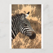 Zebra Stripes Postkarte (Vorderseite)