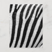 Zebra Stripes Postkarte (Vorderseite)