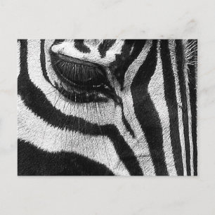 Zebra Stripes Postkarte