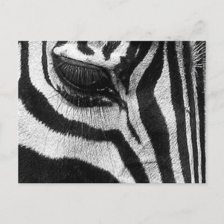 Zebra Stripes Postkarte