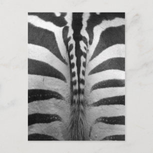 Zebra Strips Postkarte