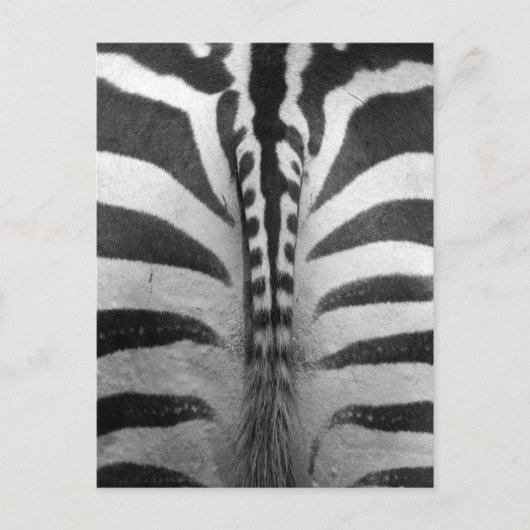 Zebra Strips Postkarte (Vorderseite)