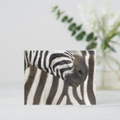 Zebra Strips Postkarte (Stehend Vorderseite)