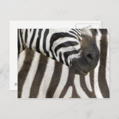 Zebra Strips Postkarte (Vorne/Hinten)