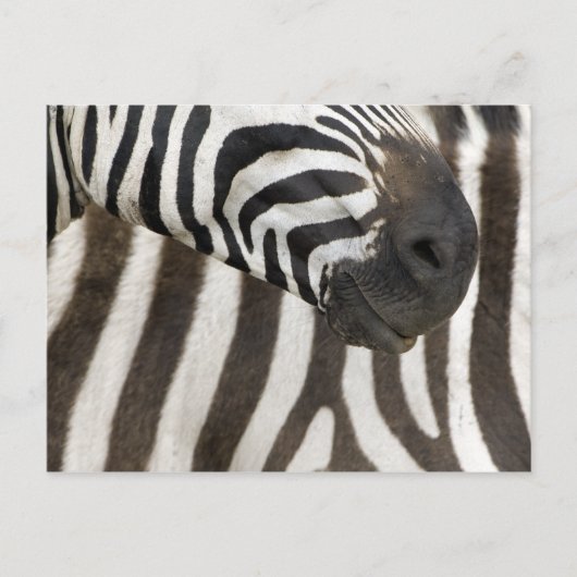 Zebra Strips Postkarte (Vorderseite)