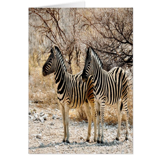 Zebra Stroll (Vorne)