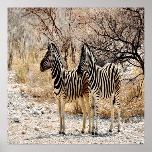 Zebra Stroll Poster (Vorne)