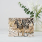 Zebra Stroll Postkarte (Stehend Vorderseite)