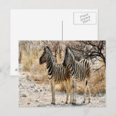 Zebra Stroll Postkarte (Vorne/Hinten)