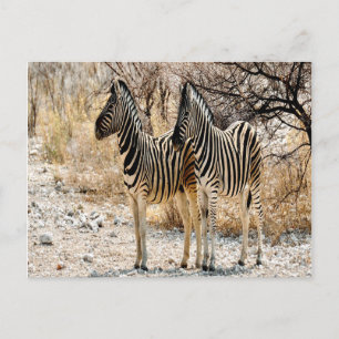 Zebra Stroll Postkarte