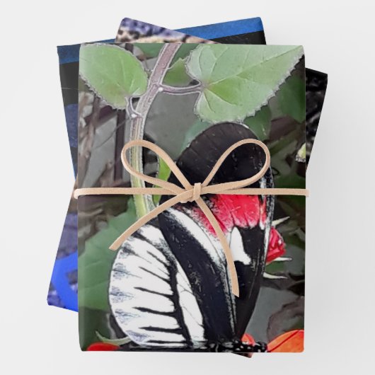 Zebra tail butterfly geschenkpapier set (Beispiel)