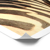 Zebra, Tansania Poster (Ecke)